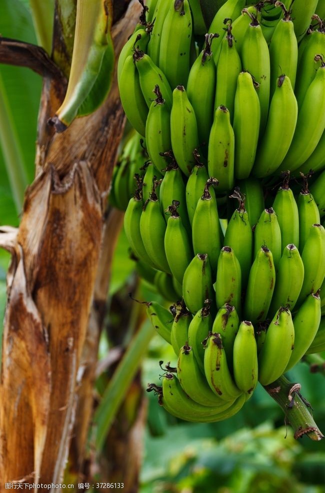 香蕉种植香蕉芭蕉