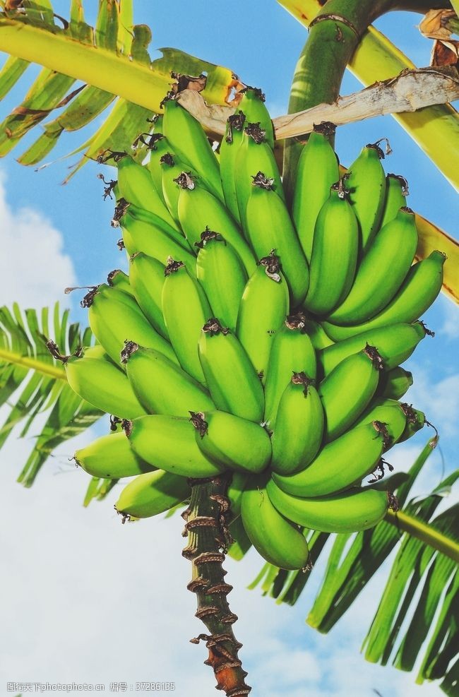 香牙蕉香蕉芭蕉