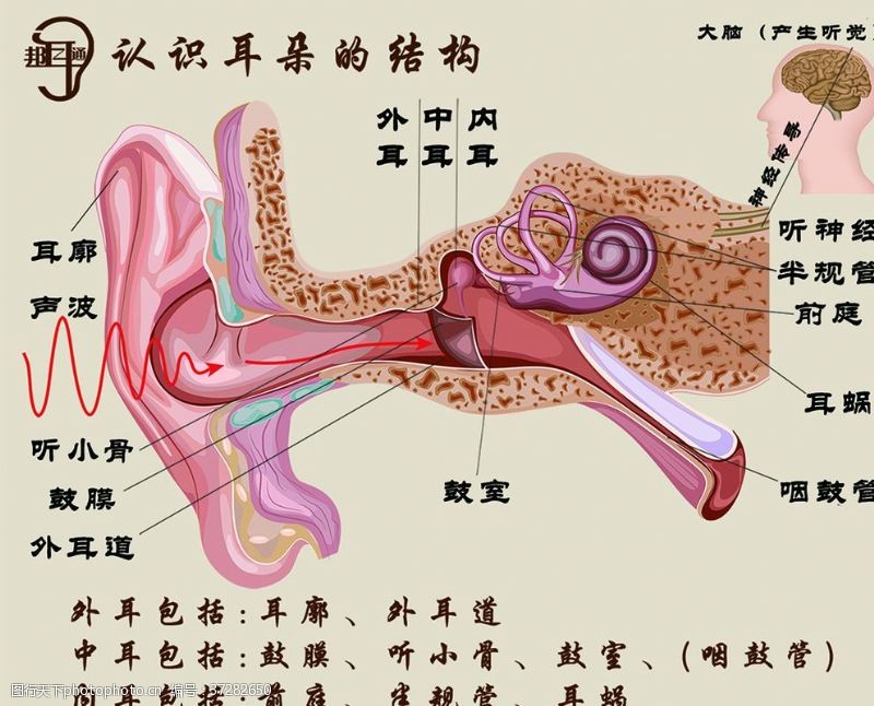 耳朵结构图片免费下载 耳朵结构素材 耳朵结构模板 图行天下素材网