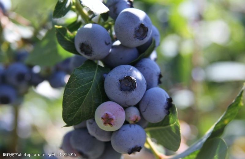 野生蓝莓蓝莓Blueberry