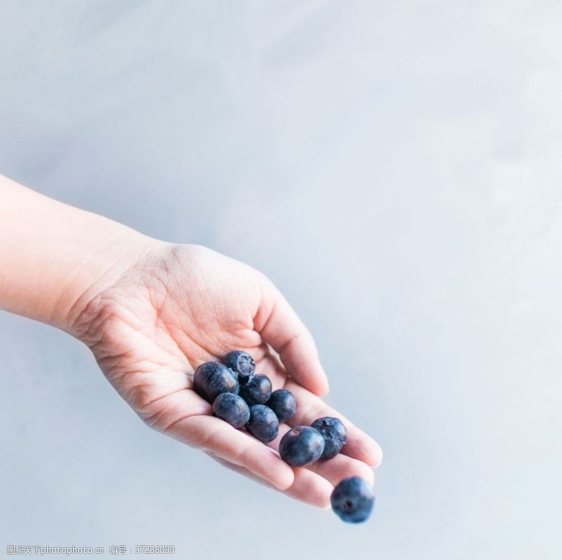 野生蓝莓蓝莓Blueberry
