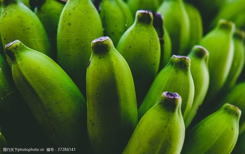 香蕉种植香蕉芭蕉