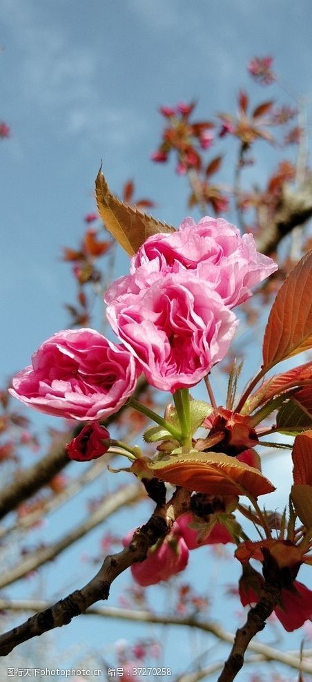 粉红色樱花樱花