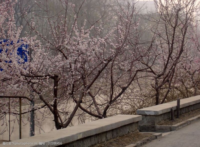 春风十里北京十里堡小区三月桃花