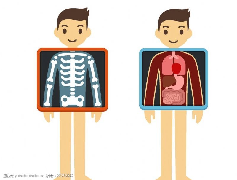 人体器官图卡通人体