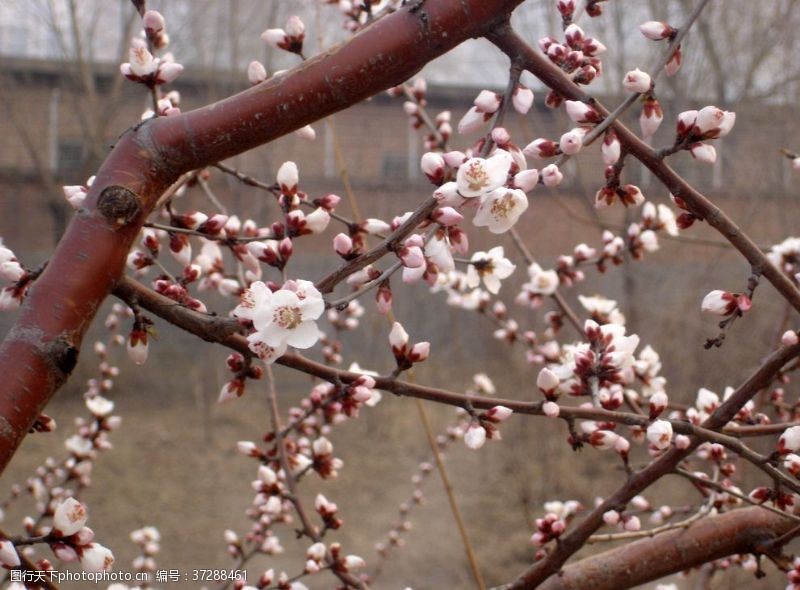 春风十里北京十里堡小区三月桃花