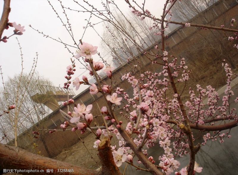 春风十里北京十里堡小区三月桃花