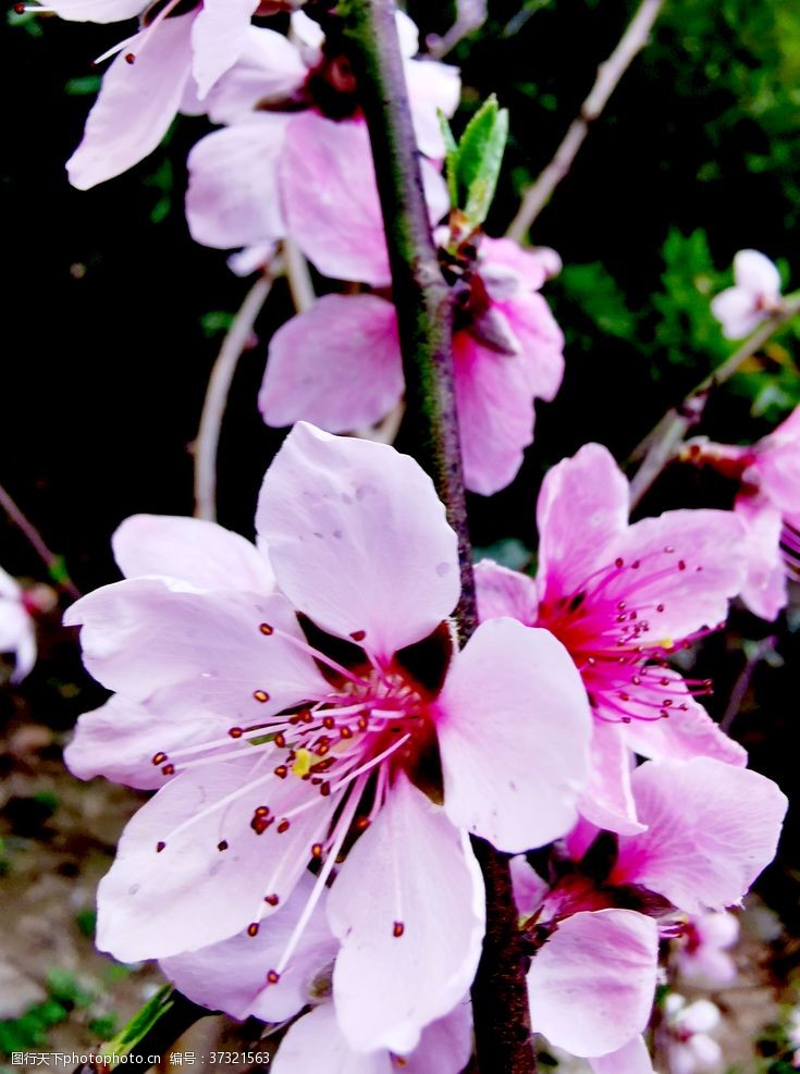 观赏樱花节桃花