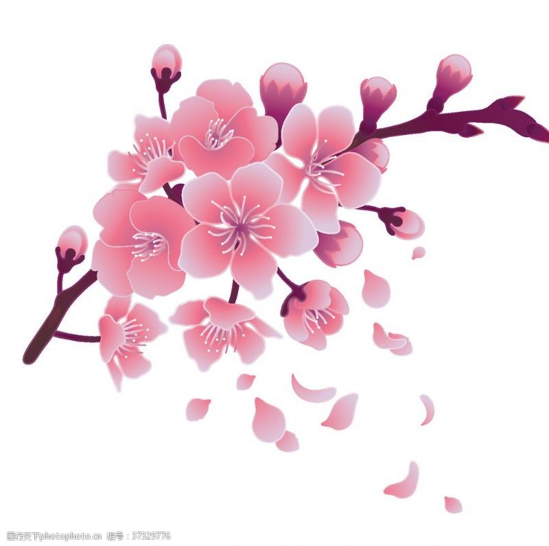 粉红色樱花手绘樱花