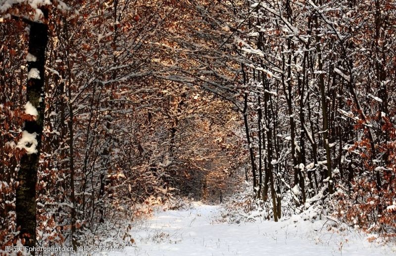 凝胶树林雪景
