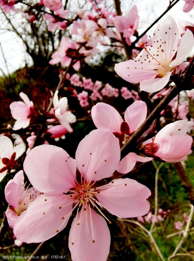 观赏樱花节桃花