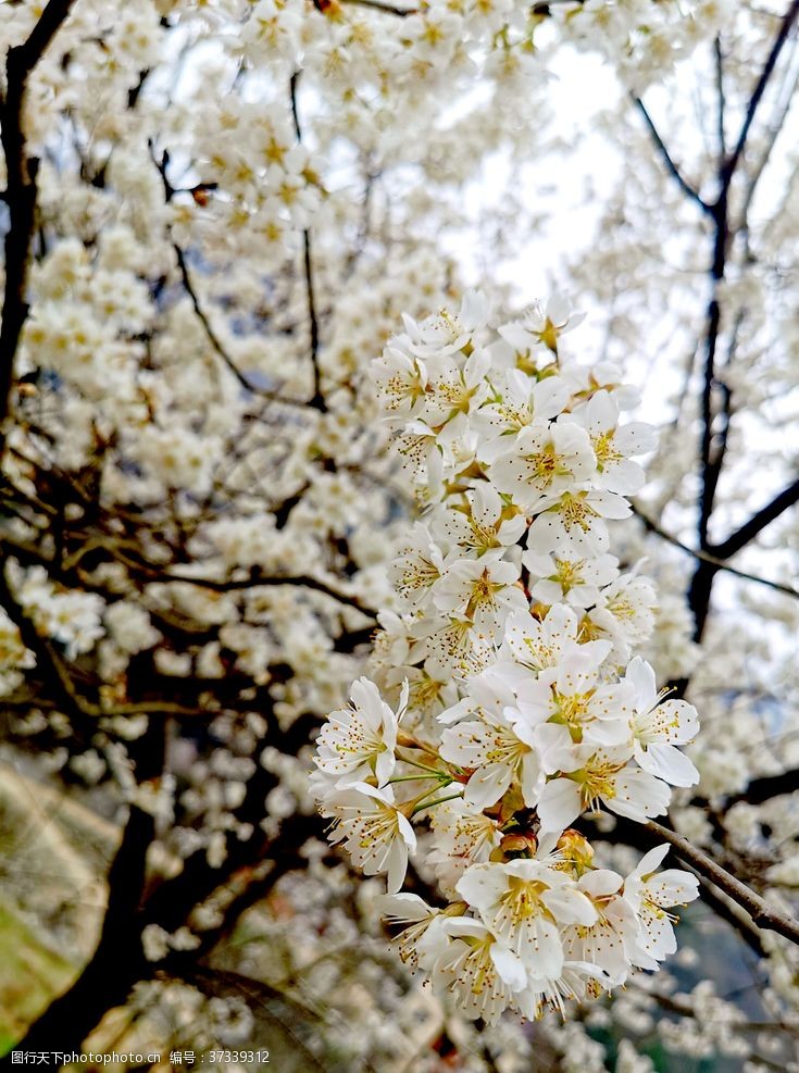 醉美樱花节樱花