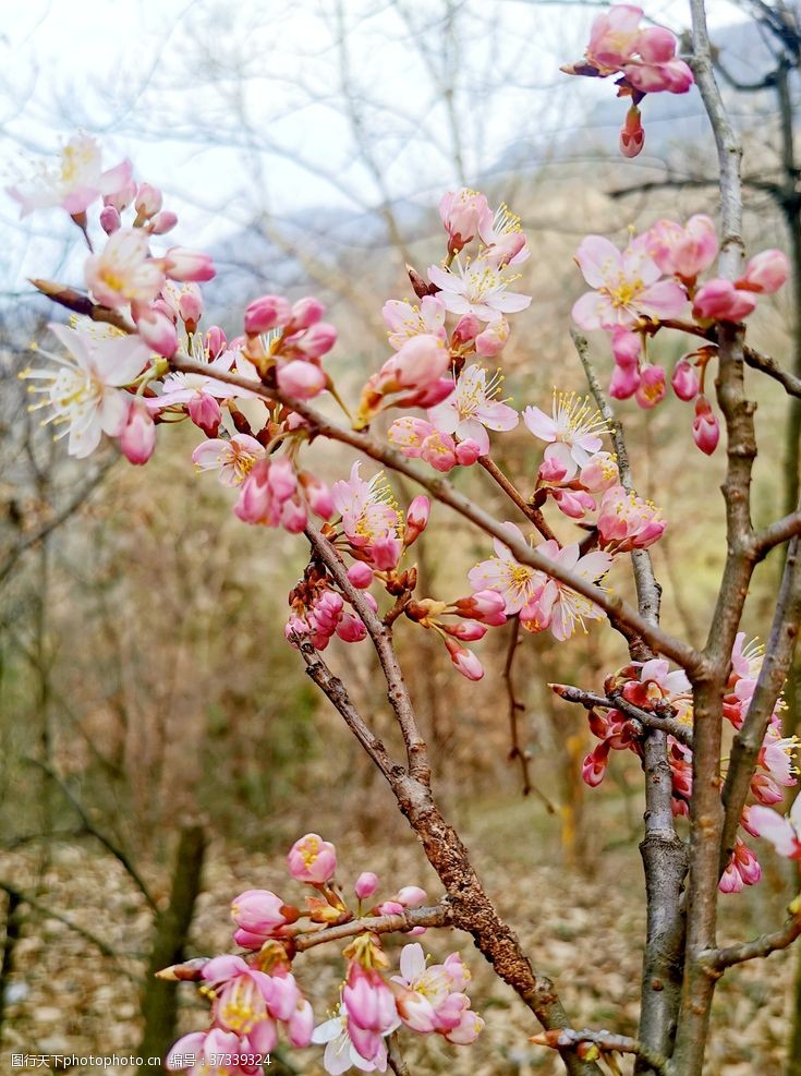 醉美樱花节樱花