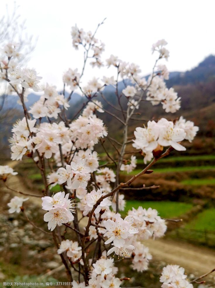 醉美樱花节樱花