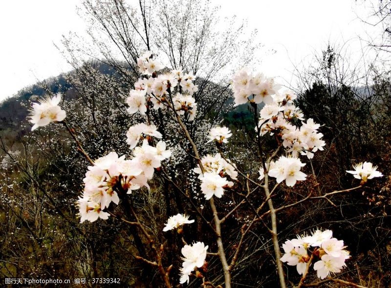 醉美樱花节樱花