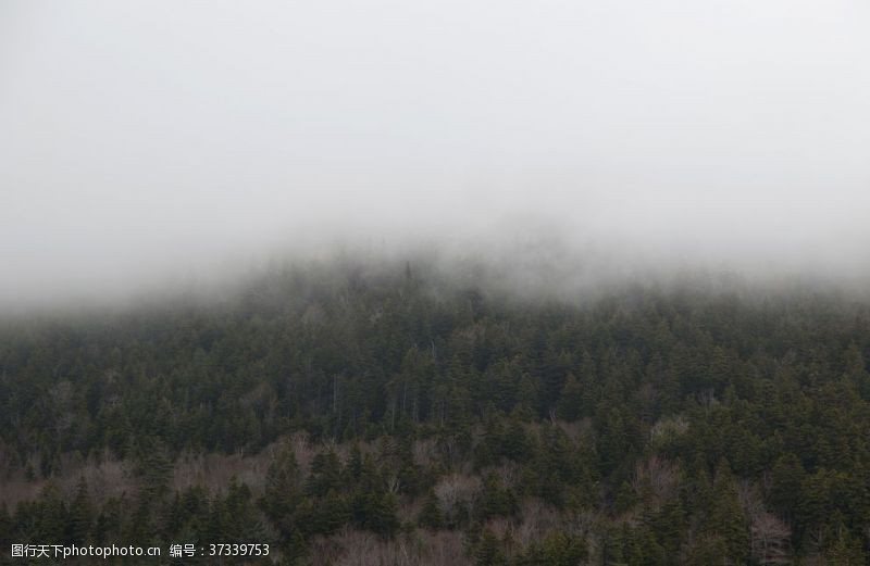 云雾缭绕云雾森林