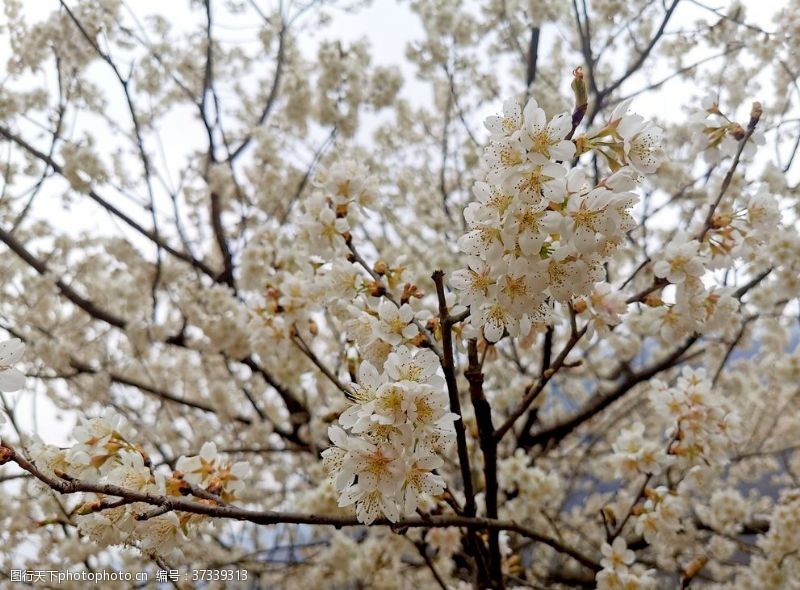 醉美樱花节樱花