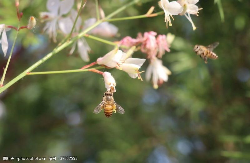 放飞两只蜜蜂采花