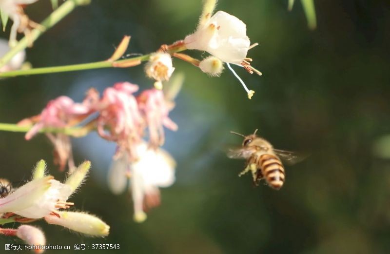 放飞蜜蜂采花