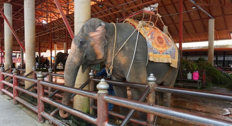 骑大象泰国大象