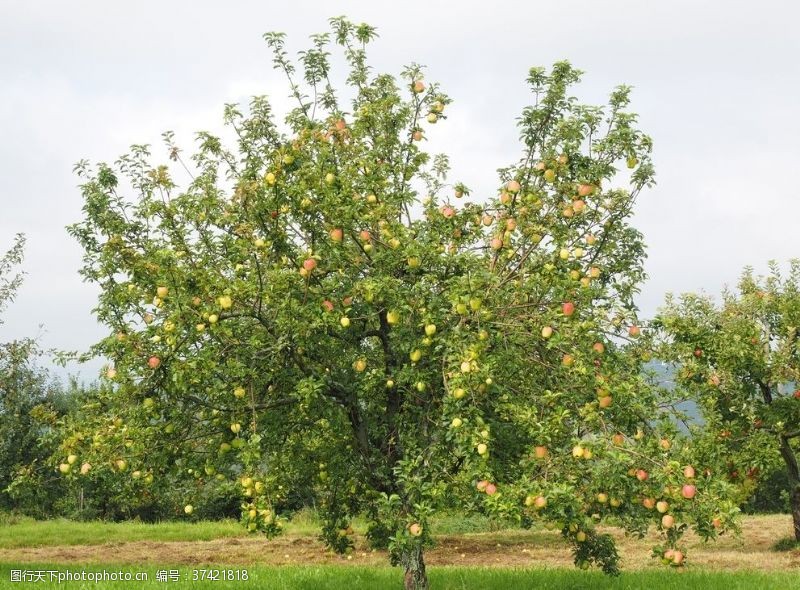 阿克苏苹果苹果树