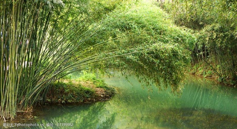 清澈的水竹子