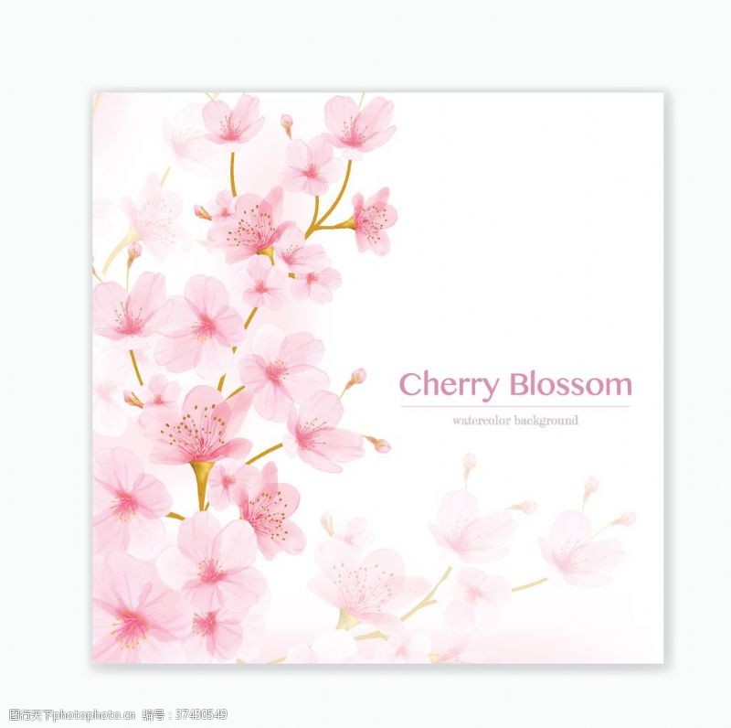 牡丹花茶花卉卡片
