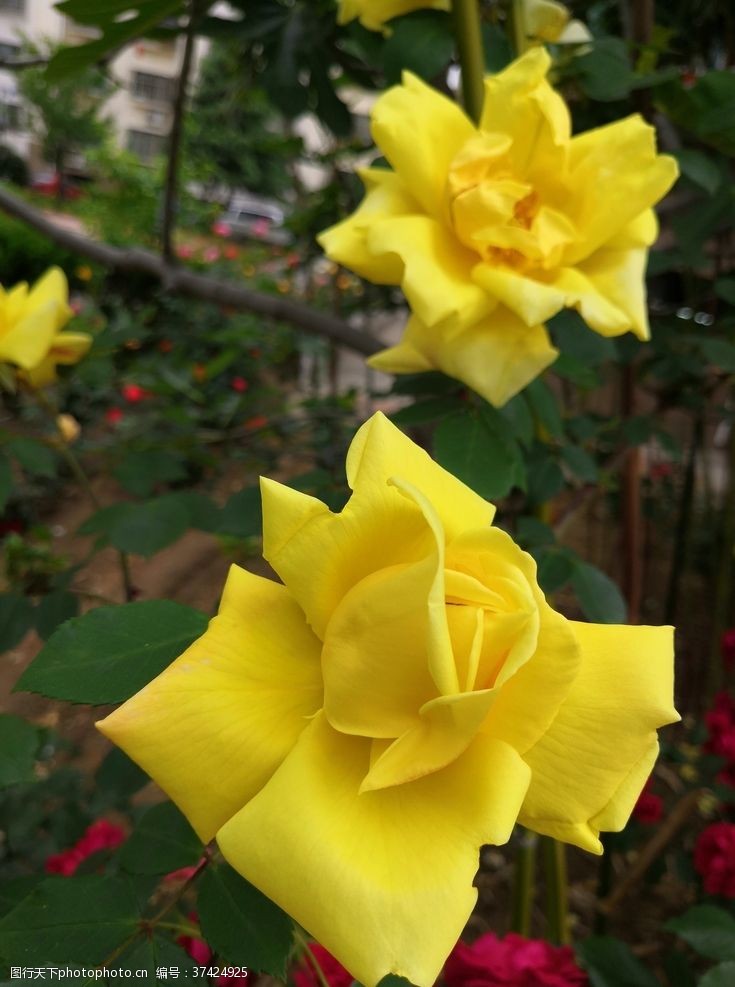 两人世界春天户外花园黄色月季花朵两朵