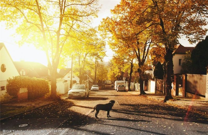 秋天海报设计秋天黄昏的街道落叶