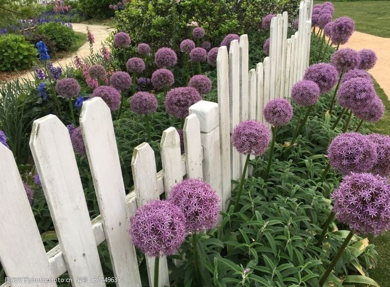 葱紫色绣球花丛