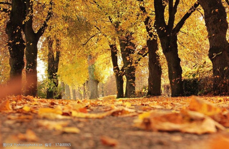 秋天素材秋天落叶缤纷的街道