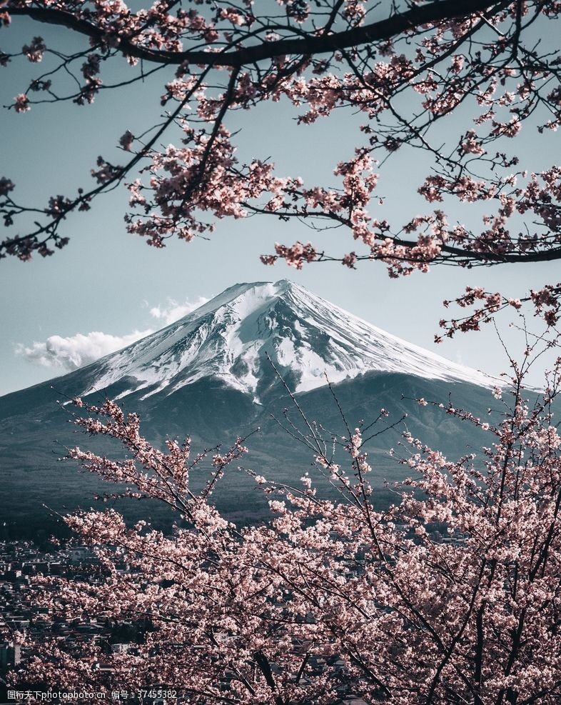 日本樱花富士山合成背景素材