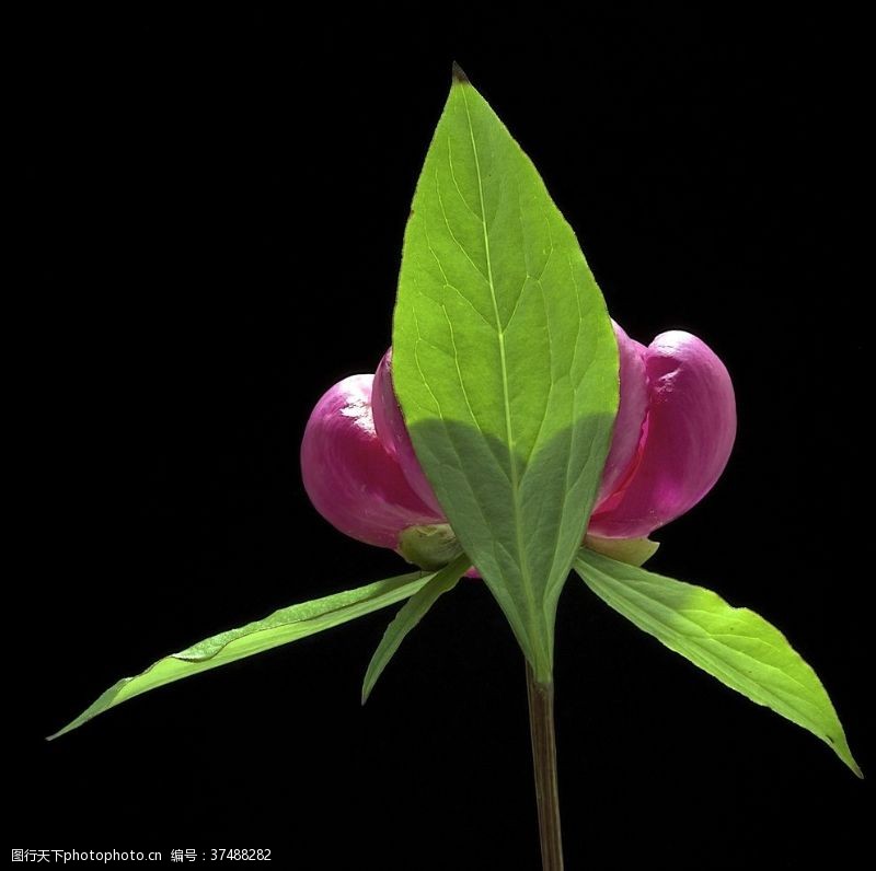 蝴蝶兰花瓣花