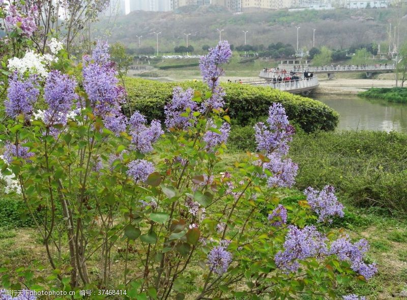 生鲜素材紫丁香