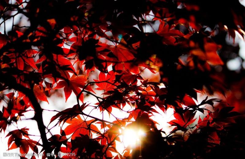 秋天素材枫叶红叶枫林深秋