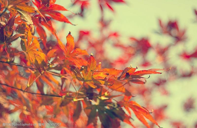 秋天素材枫叶红叶枫林深秋