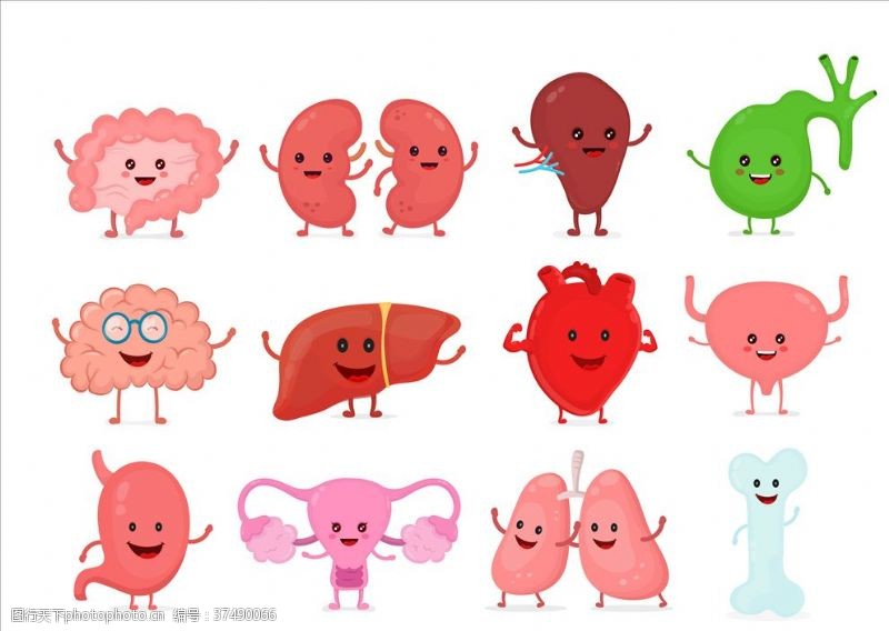 肝脏动画人体器官