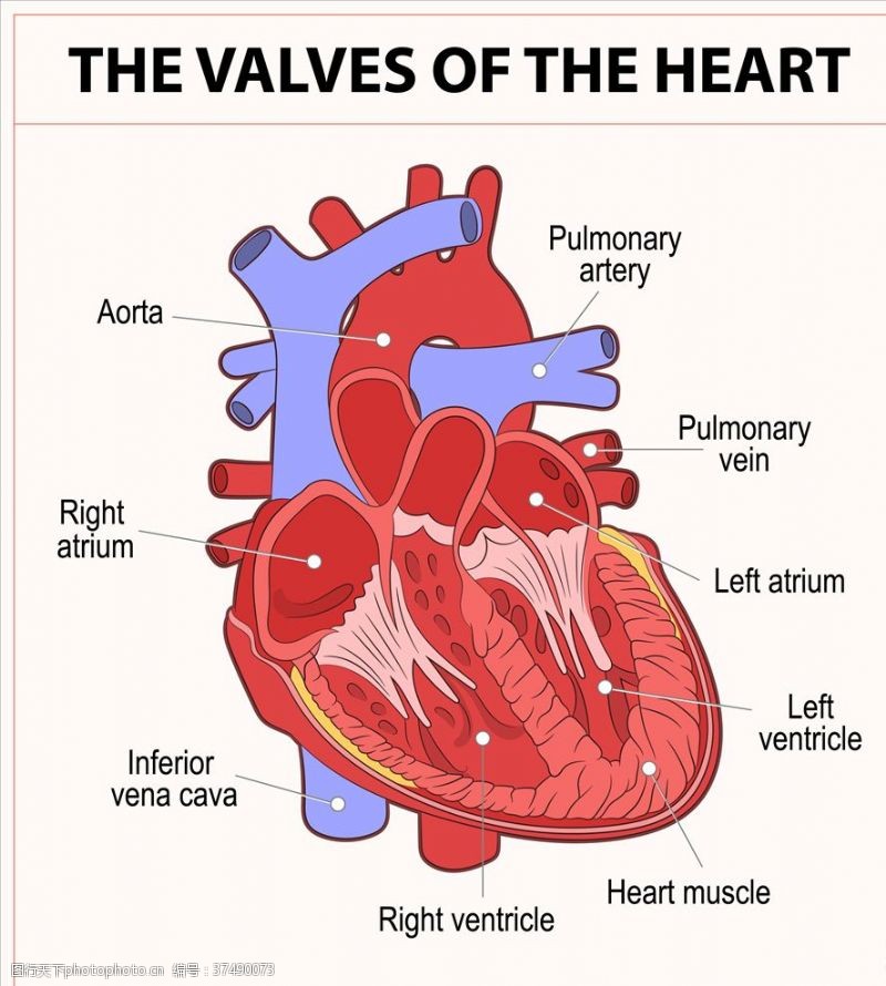 肝脏动画心脏模型