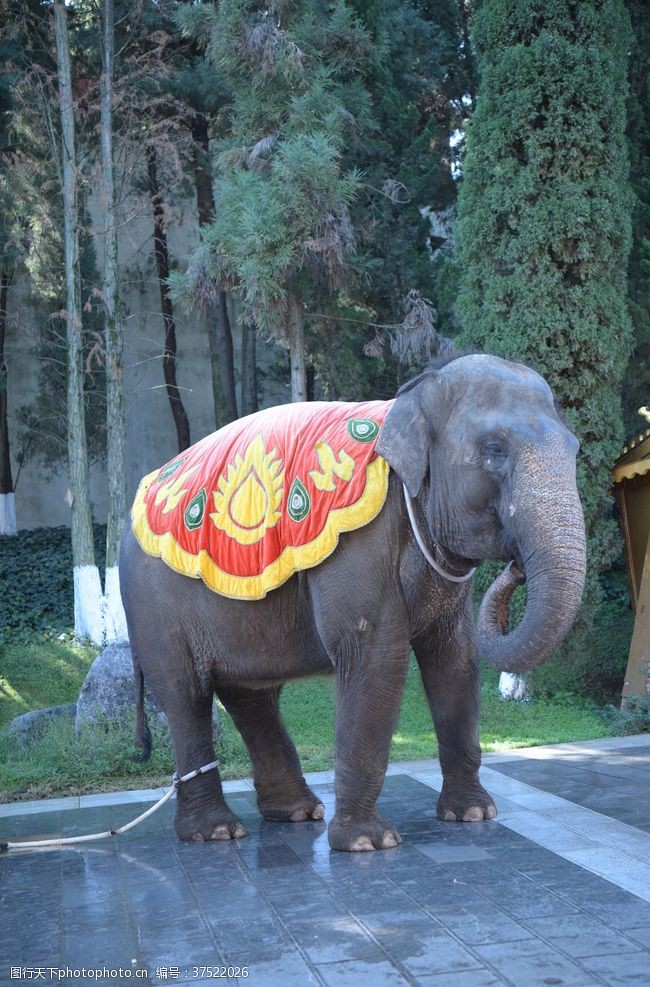 大尺寸大象