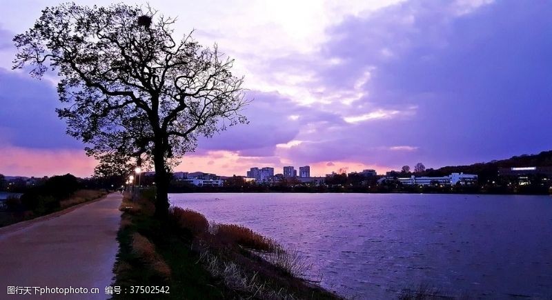 日落的湖边河边的树