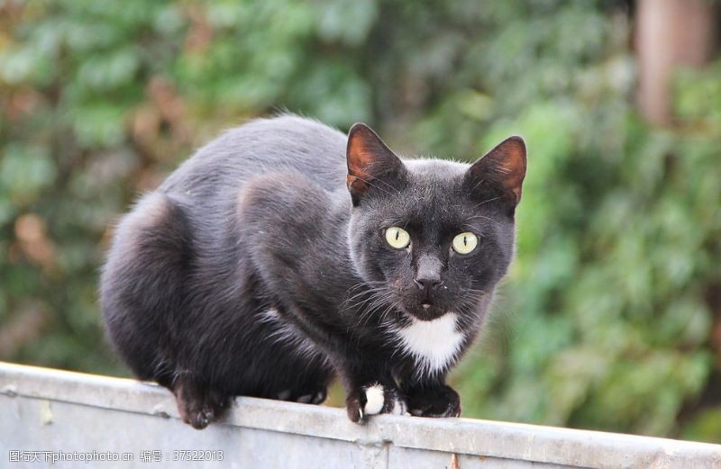 日本短尾猫黑猫宠物猫