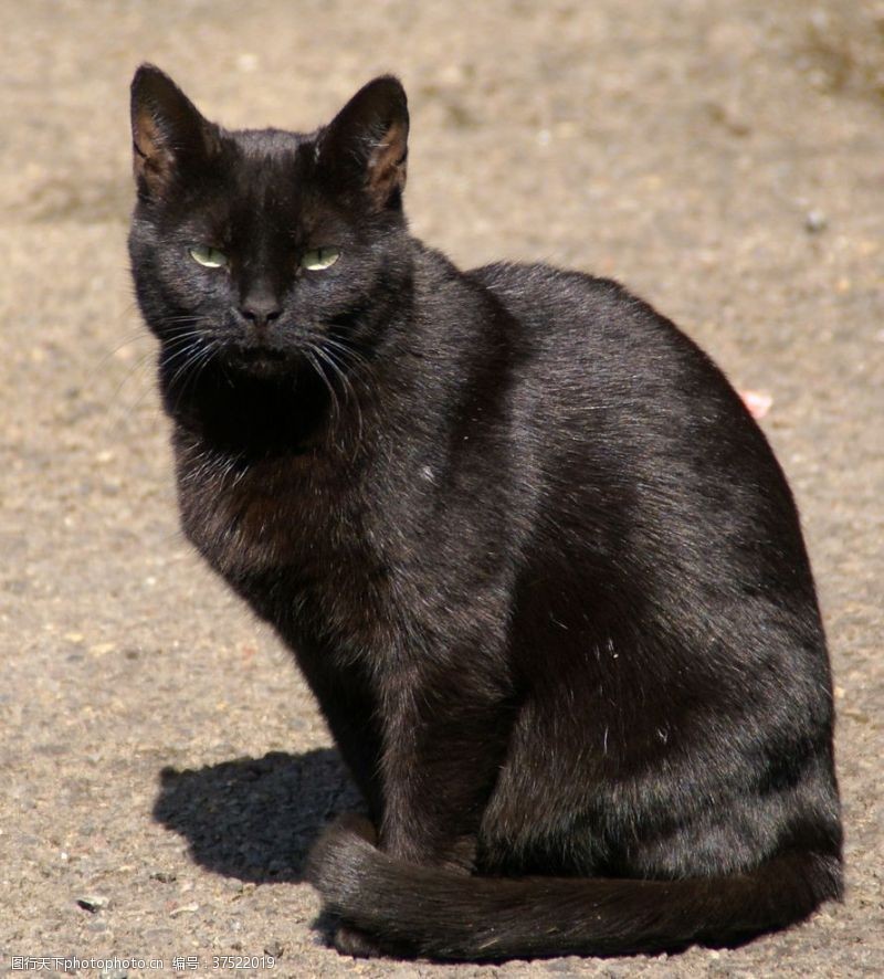 孟买猫黑猫宠物猫