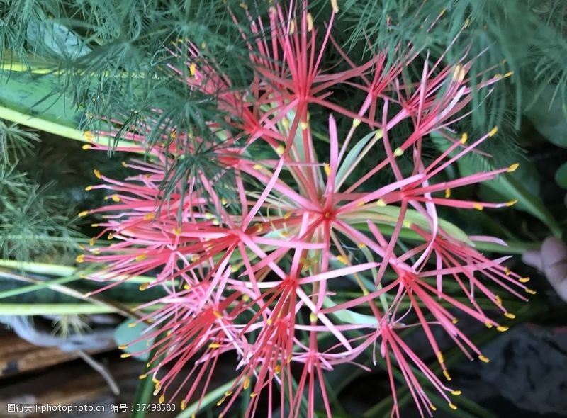 一团花绣球花