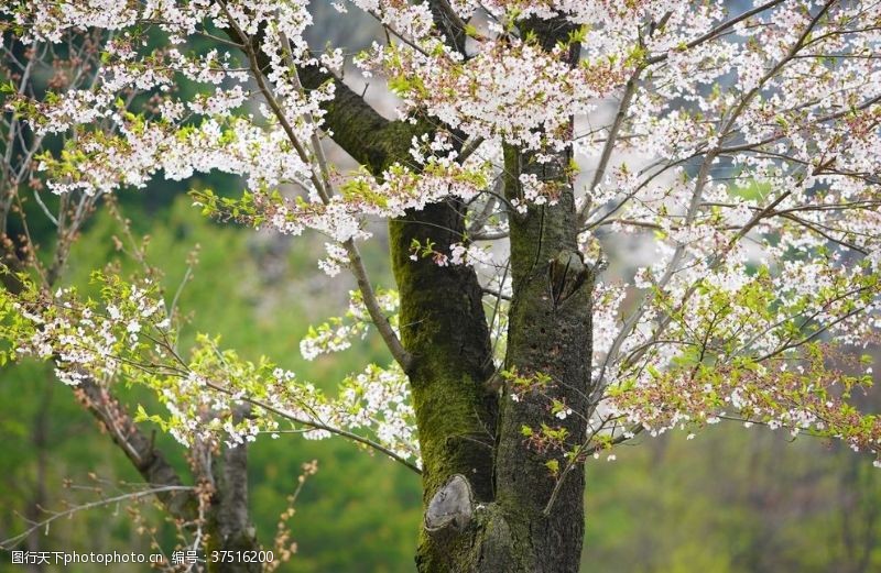 粉红色樱花樱花树