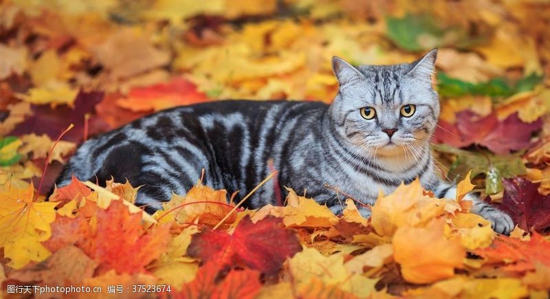 宠物动物合集葛优瘫严肃猫