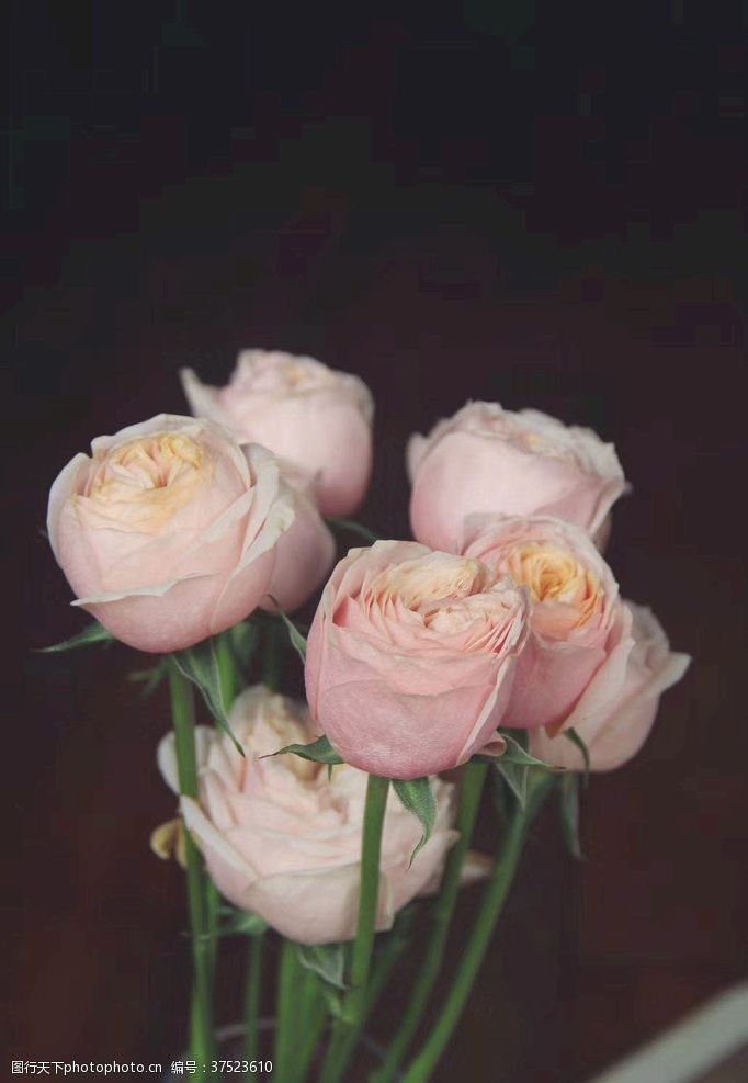 粉色花朵粉玫瑰