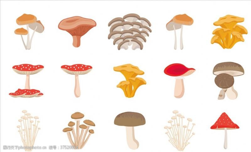 产品描述菇类插画