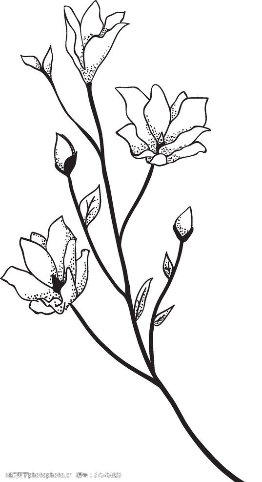 黑白线稿花朵黑白手绘花藤