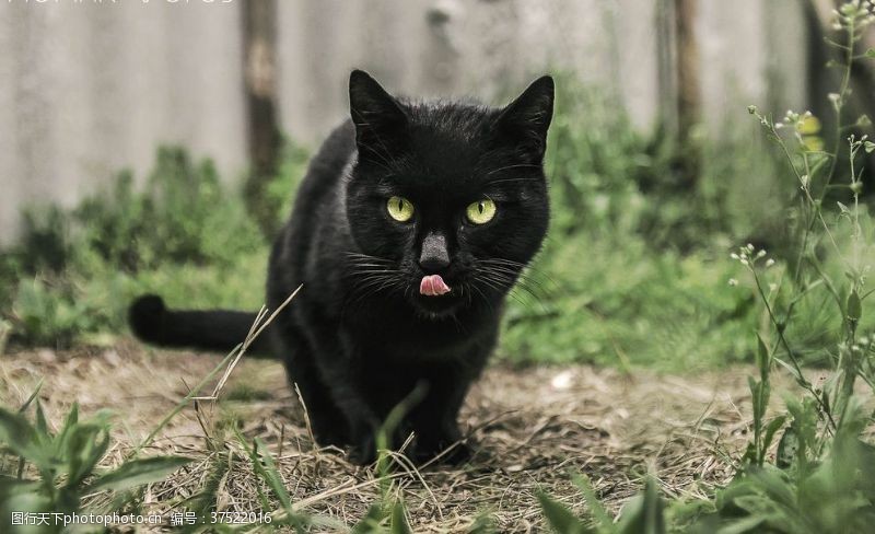 缅甸猫黑猫宠物猫
