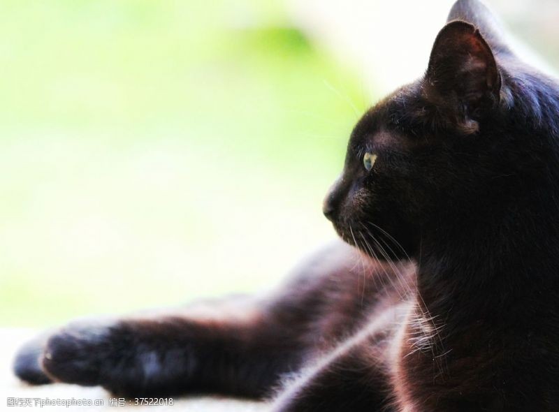 新加坡猫黑猫宠物猫